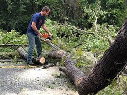 Best Palm Tree Trimming  in Langston, OK