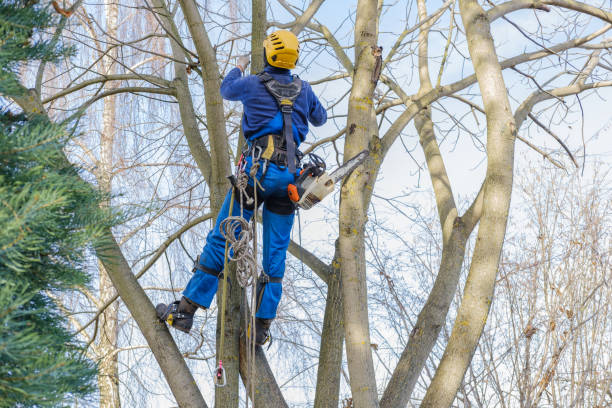 Best Tree Preservation Services  in Langston, OK